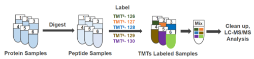 TMT/iTRAQ定量蛋白质组学分析