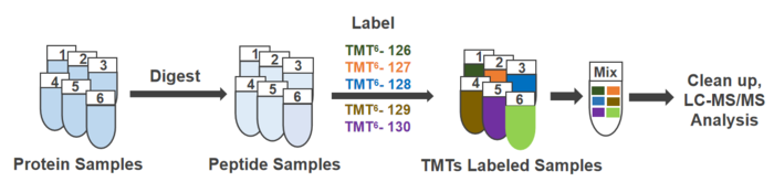 TMT/iTRAQ定量蛋白质组学分析