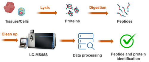 数据依赖性采集（DDA）蛋白组学