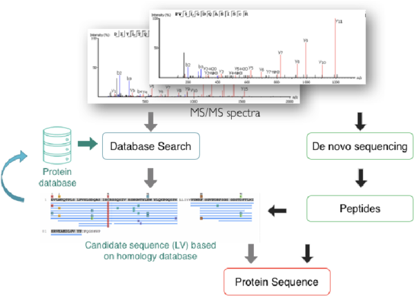 未知抗体序列测定